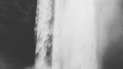 Cactus - professional stock photography