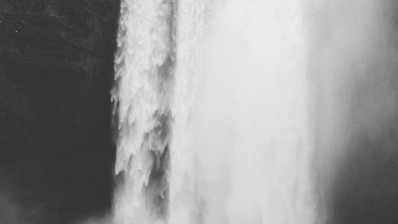 Cactus - professional stock photography