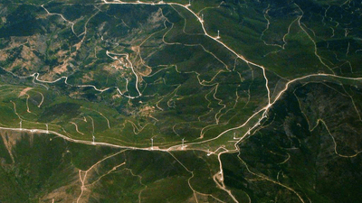 Cactus - professional stock photography