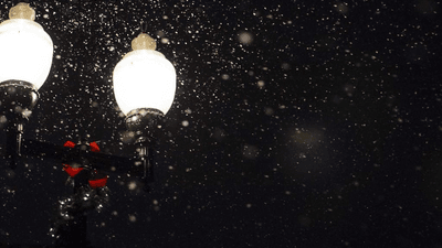 Cactus - professional stock photography