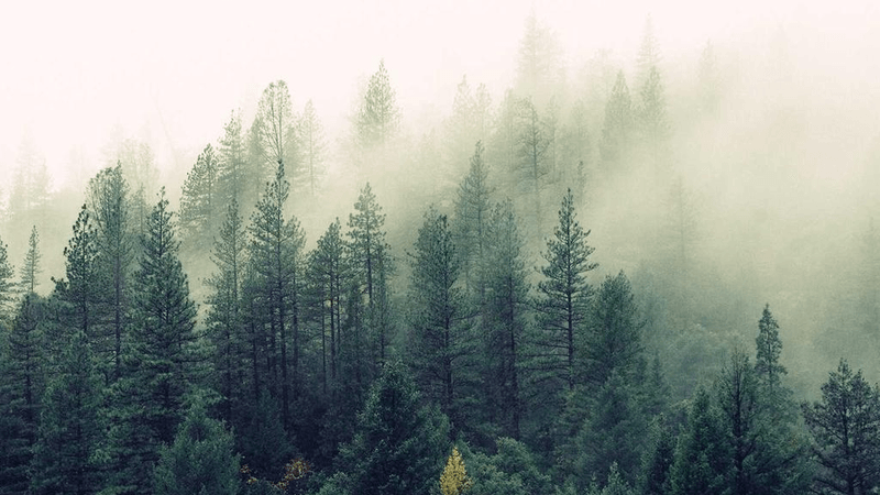 Fern - professional stock photography