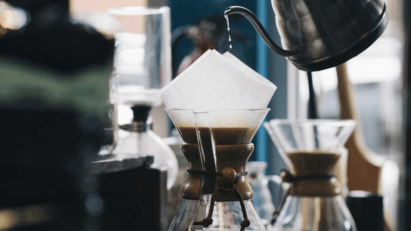 Fern - professional stock photography