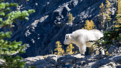 Flowers - professional stock photography