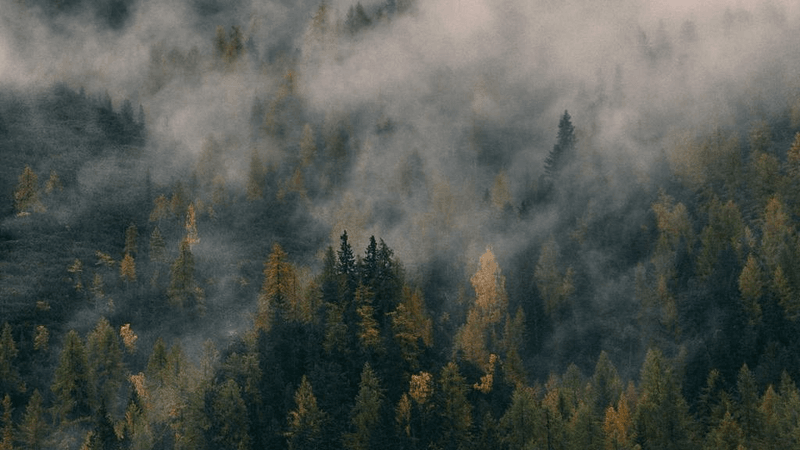 Flowers - professional stock photography