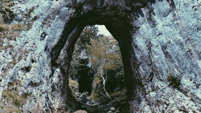 Flowers - professional stock photography