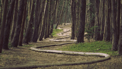 Herbs - professional stock photography