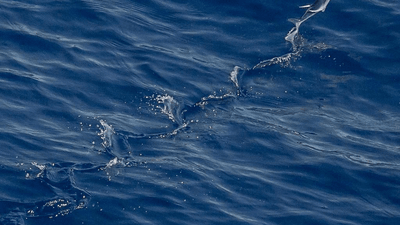 Lavender - professional stock photography