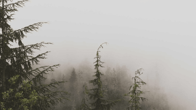 Lavender - professional stock photography