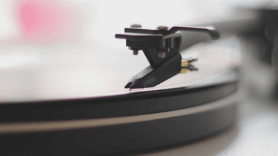 Succulent - professional stock photography