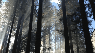 Sunflower - professional stock photography