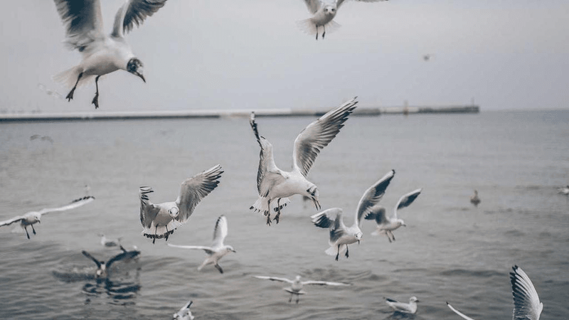 Sunflower - professional stock photography