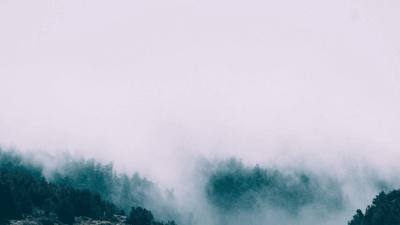 Sunflower - professional stock photography