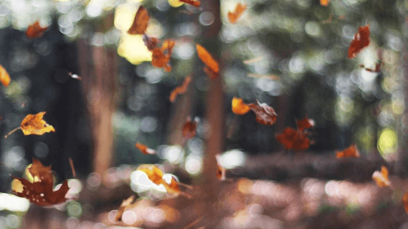 Sunflower - professional stock photography