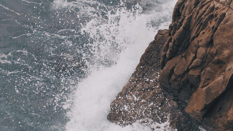 Sunflower - professional stock photography