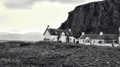 Tulips - professional stock photography